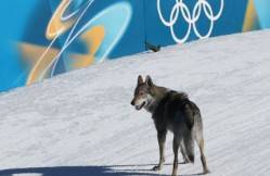 MILANO CORTINA: IL CANE CHE VOLEVA VINCERE LA GARA 