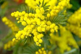 LA MIMOSA