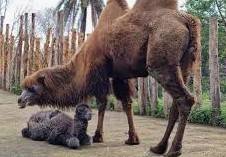BENVENUTO FROSY! IL NUOVO CAMMELLO DEL BIOPARCO DI ROMA